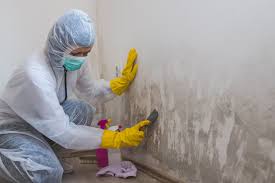 Best Attic Mold Removal  in Moenkopi, AZ